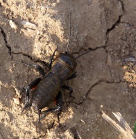 Cvrcek polni - Gryllus campestris - Field Cricket P1140039a